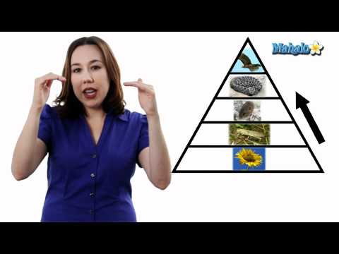 Learn Biology: Trophic Levels and Producer vs. Consumer