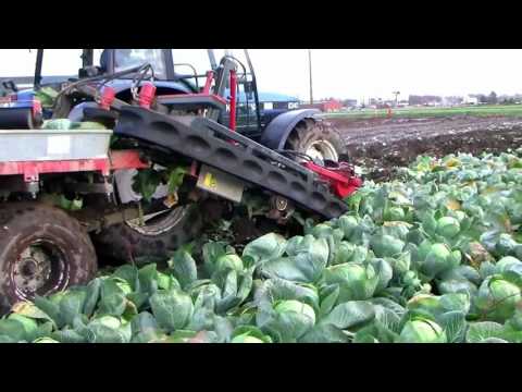 new modern agriculture equipment, automatic cabage harvest machine, amazing agriculture technology