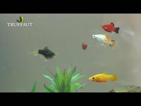 Quels poissons choisir pour votre aquarium ? - Jardinerie Truffaut TV