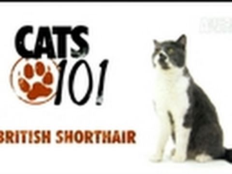 Cats 101- British Shorthair