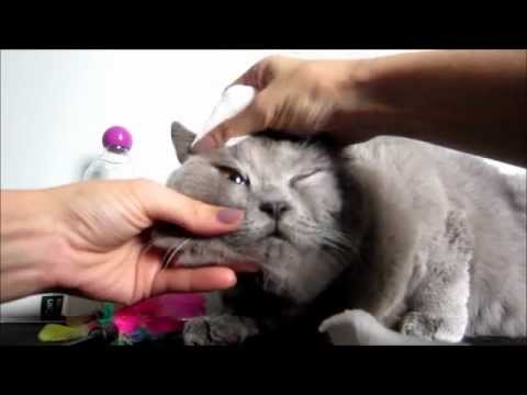 how to bathe my British Shorthair?