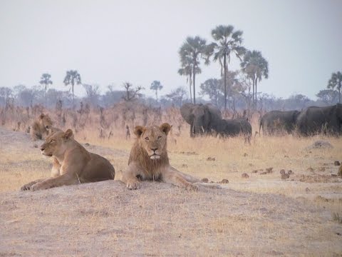 Hwange National Park, Zimbabwe