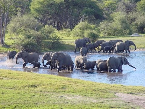 Hwange National Park HD