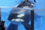 Tilikum, the killer whale responsible for the death of a trainer is very sick.