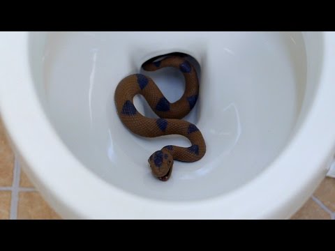 SNAKE IN TOILET!