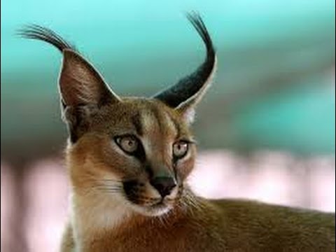 Caracal Top Cat