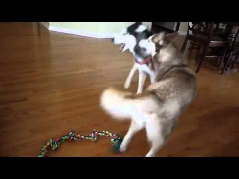 The Rope Battle! - Mishka & Laik