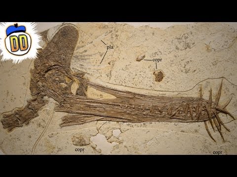 15 Unbelievable Fossil Discoveries