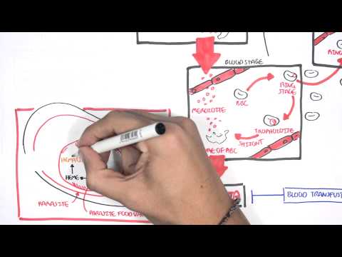 Pharmacology - Malaria (Antimalarials)