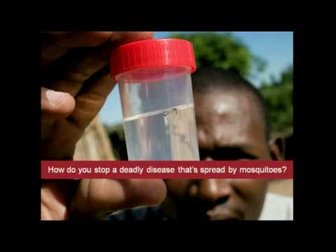 Bill Gates: Mosquitos, malaria and education