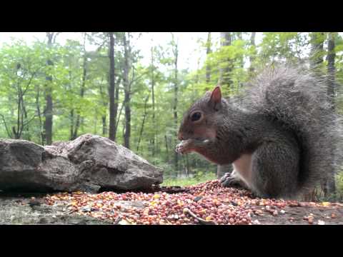 Eastern Gray Squirrel