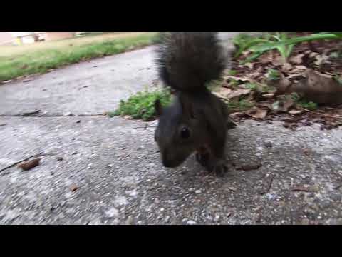 Real Squirrel Attack!!!