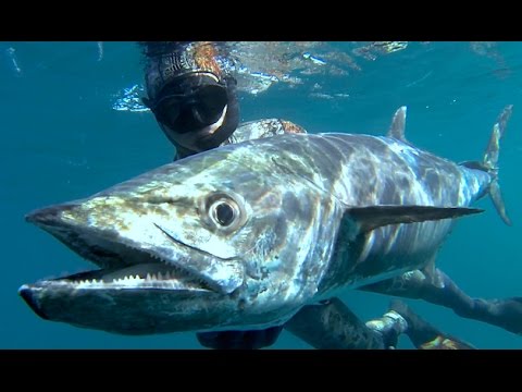 Spearfishing the Persian Gulf, North Coast of Qatar.