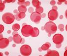 blood cells