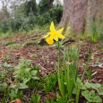 It’s still mighty cold out there today, but spring is slowly coming, as witnessed by this lone daffodil spotted in Ruskin Park on the weekend.