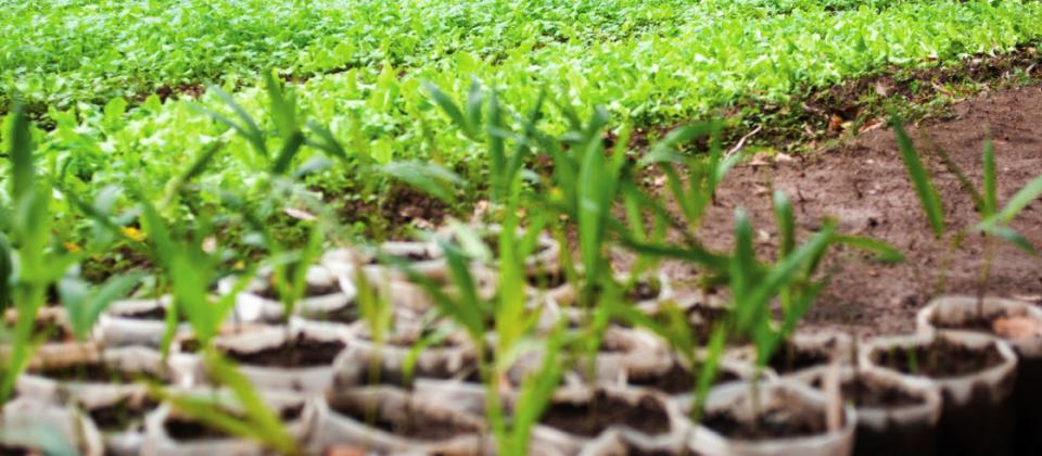 African farmer woman checking the plants in the cultivated field