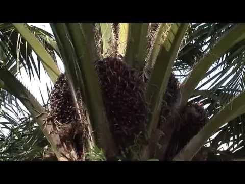 Palm Oil  - From Tree to Table Part 1