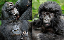 An adorable baby gorilla shows off his head of thick, lustrous hair as he snuggles into his mother in the mountains of Rwanda. Shot in the Virunga Volcanoes National Park by professional wildlife photographer, Andy Rouse