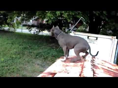 Best ultimate pit bull protection guard dog attack trained family pitbull k9 Achilles