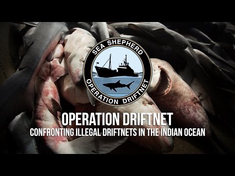 Shocking Footage of Illegal Fishing in the Indian Ocean