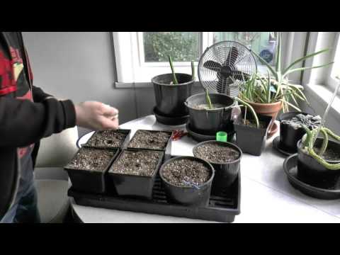 Starting From Seed  How to start Growing Cannabis