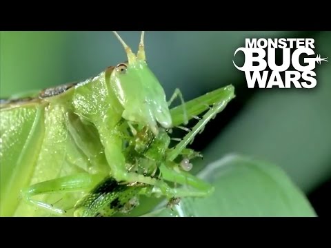 Predatory Katydid Vs Green Praying Mantis | MONSTER BUG WARS