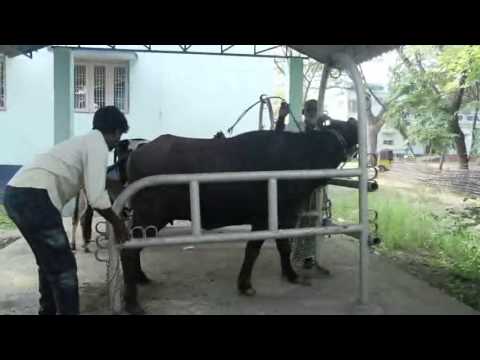 Animal Husbandry English 4.41min - Dr. G.Vani Mohan, I.A.S., West Godavari District, AP, India.