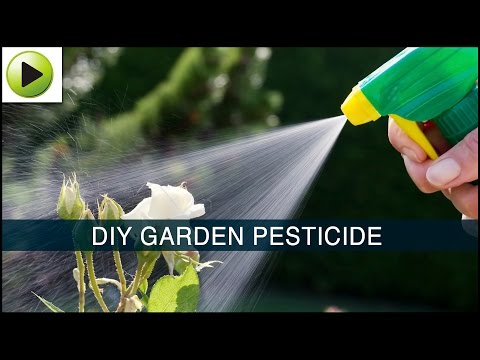 Homemade Garden Pesticide