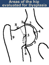 Anatomic areas of the hip evaluated for HD