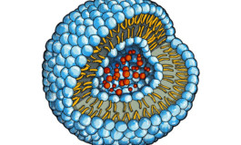 New Liposomes for Drug Delivery Swim Past Body's Immune System