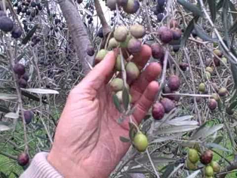 How to Cure Raw Olives the Easy Way using only 2 Ingredients