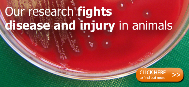 Fight Disease and Injury in Animals