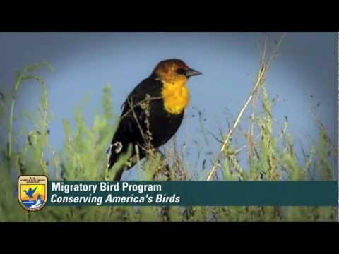 What is the Migratory Bird Program of U.S. Fish and Wildlife Service?