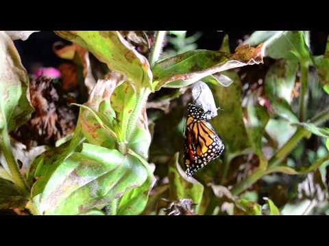 Monarch Emerging From Chrysalis