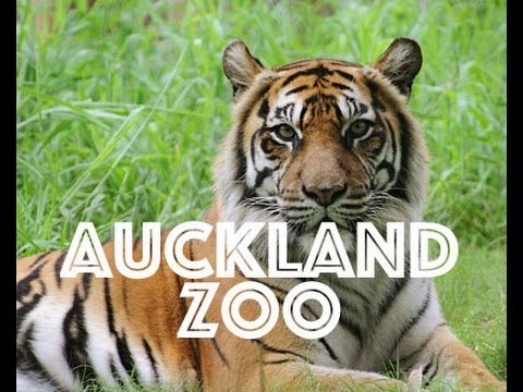 New Zealand Adventures: Auckland Zoo