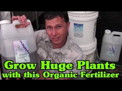 Best Liquid Fertilizer To Grow Huge Plants in Your Garden