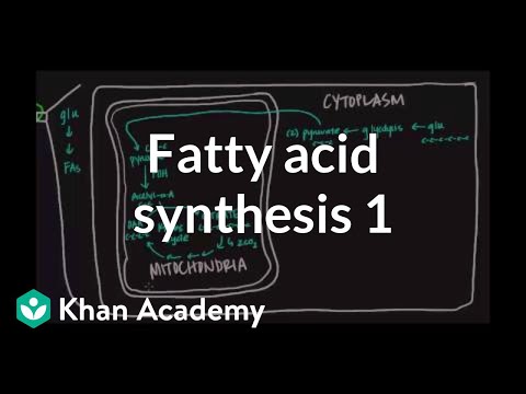 Fatty Acid Synthesis - Part I