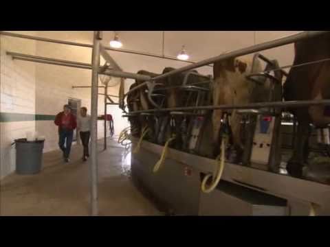 Intensive Dairy Farming - Is this the way to do it? (BBC Countryfile)