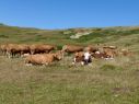 Cattle grazing near Swanage, Dorset, July 2015. Photo: Claire Cox via Flickr (CC BY-ND).