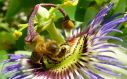 Forager bee pollinating a passion flower. Photo: Max Westby via Flickr (CC BY-NC-SA).