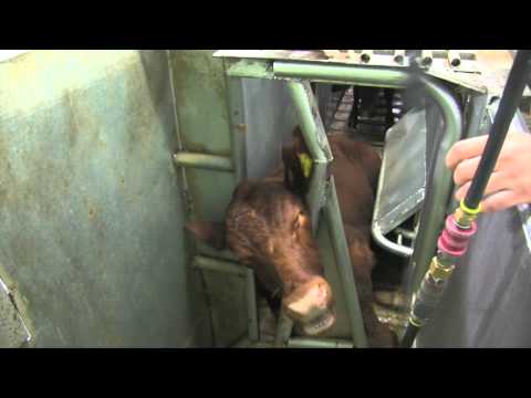 Australian Livestock Export Industry - Slaughter with Stunning Training Video