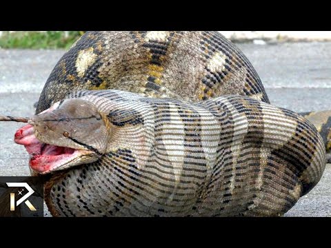 10 Most Dangerous Animals In Australia