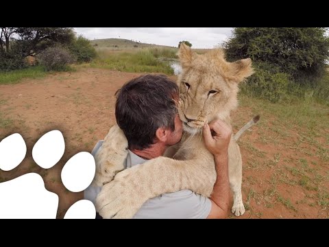 Lion Cubs Walk With Kevin Richardson