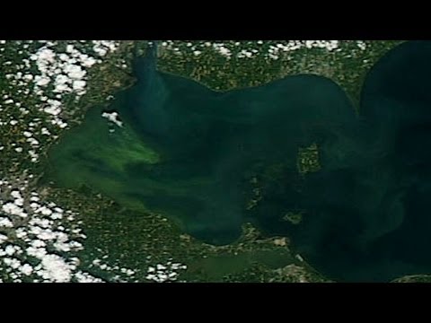 Nutrient pollution creates fertile ground for algae blooms