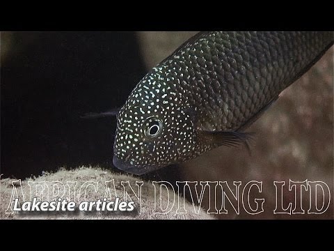 Lake Tanganyika Cichlids in the Wild (HD 1080p)