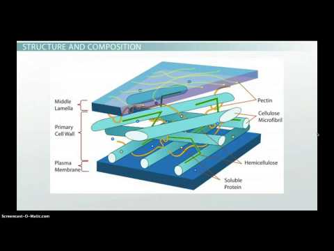 Plant Cell Wall:  Function, Structure & Composition