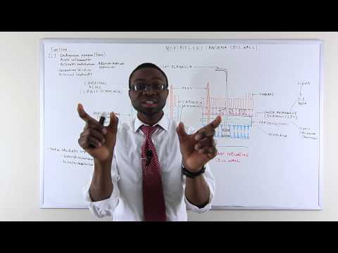 Microbiology Review- BACTERIAL CELL WALL