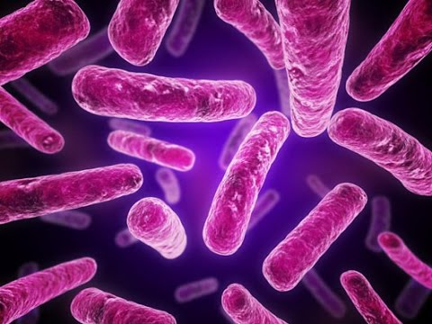 Gram Positive vs. Gram Negative Bacterial Cell Wall Structure (Microbiology)