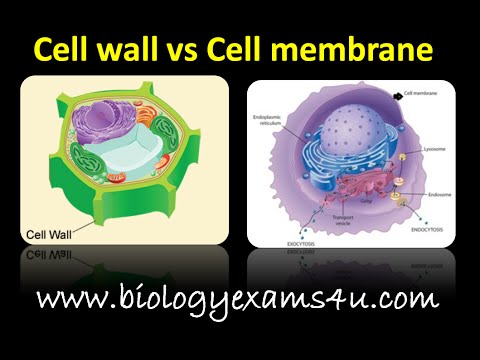 Difference between cell wall and cell membrane