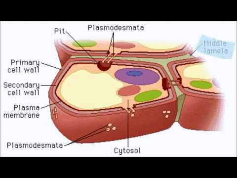 AP Biology - Plant Cell Wall